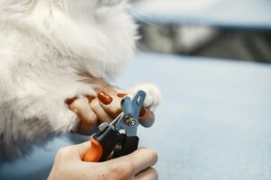 A woman trimming a cat's claws