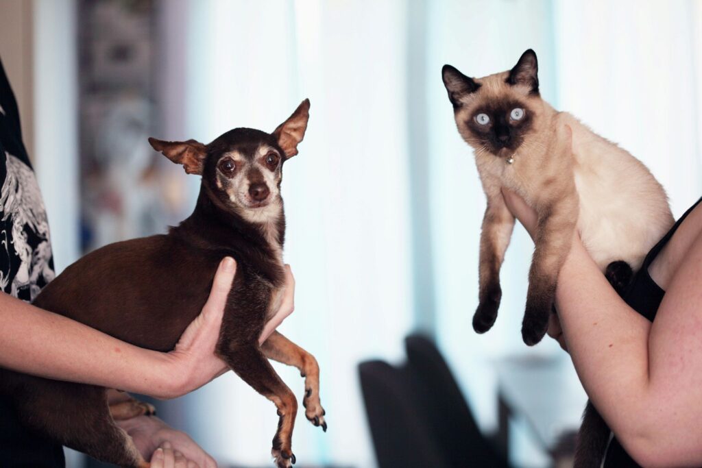 A dog and a cat being held.
